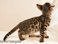 Bengal